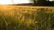 Vivre à la campagne et chercher l’amour : mission impossible ?